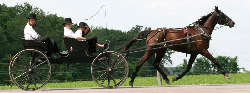 curiosity carriage