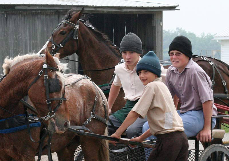 Amish boys horses