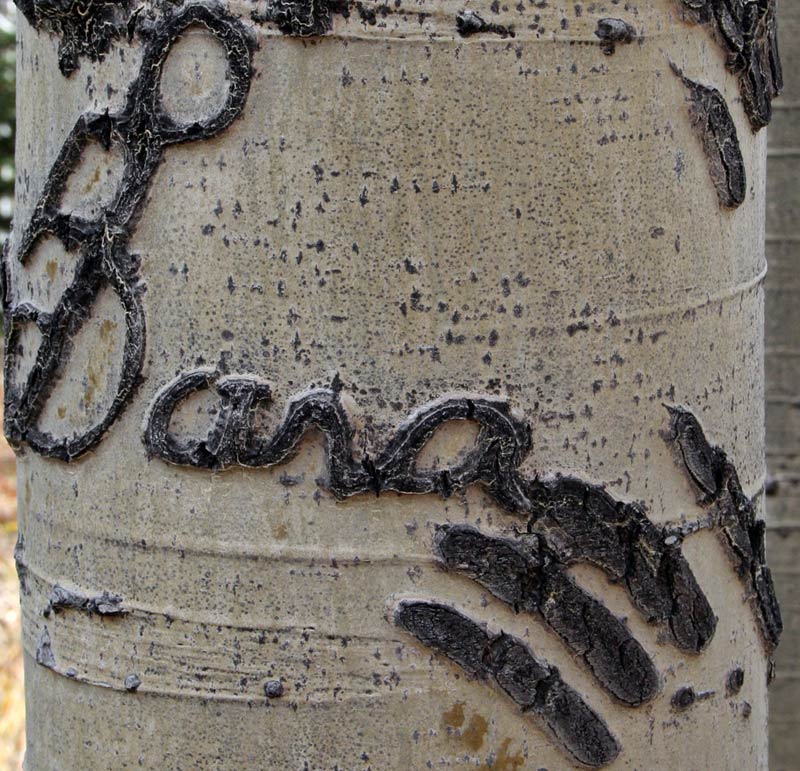 Bear Marks