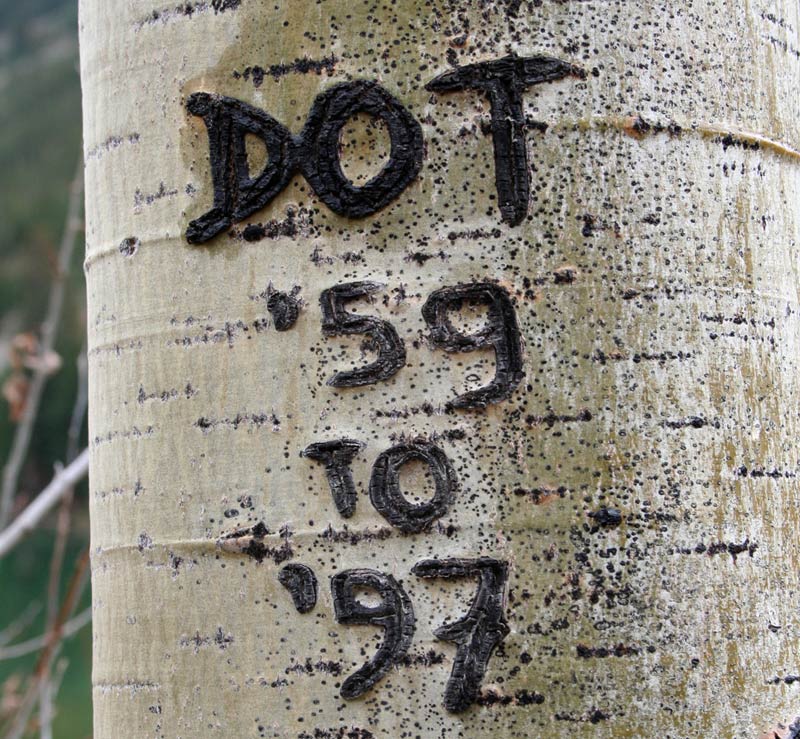 Death Notice on a tree.