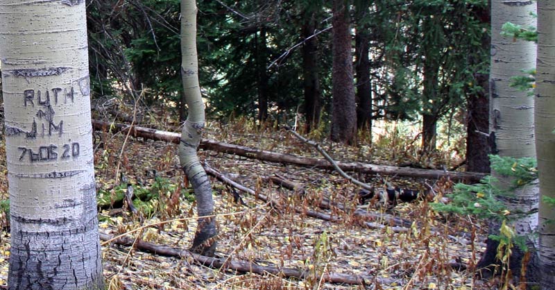 Old stand of trees integrated by old growth.