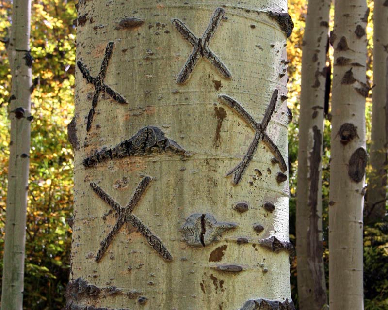 X marks