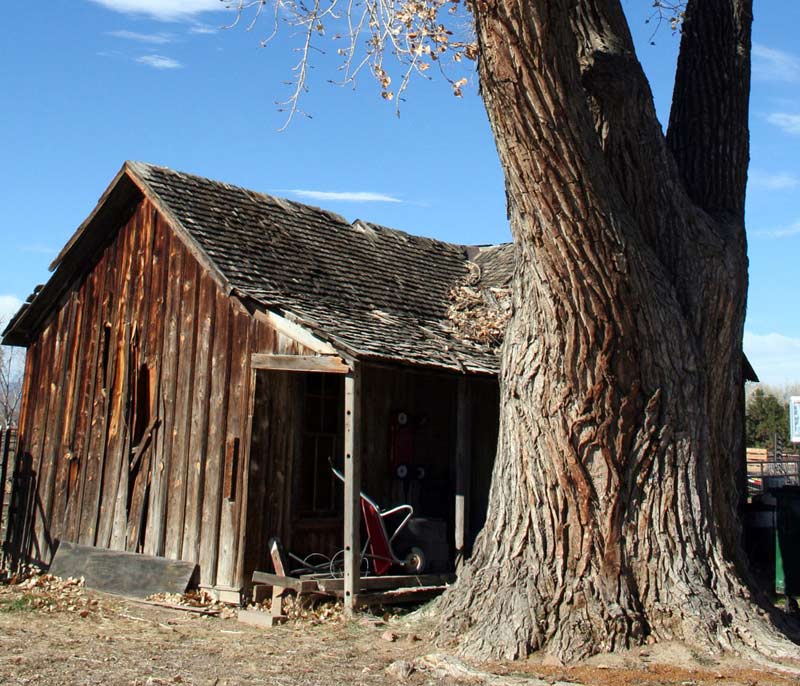 tree in Erie, CO, North of the 4 way stop sign