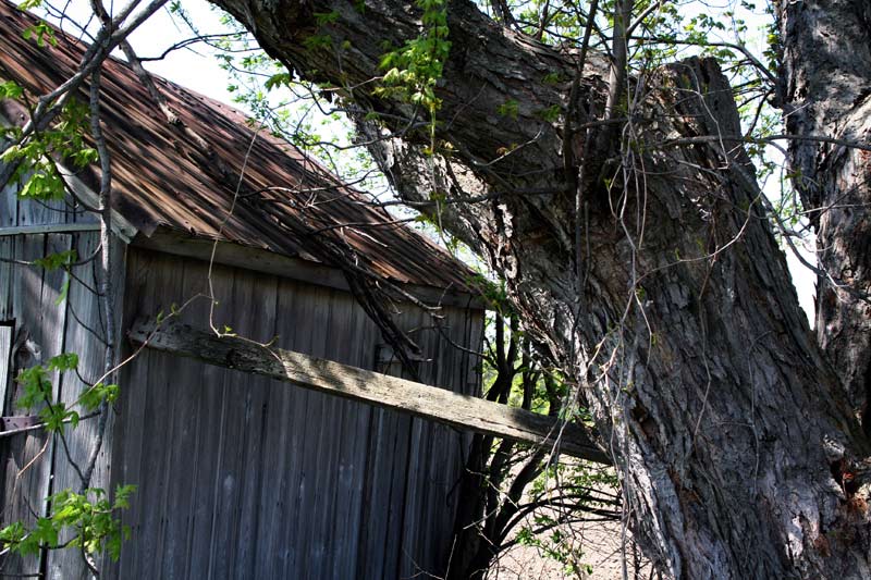 tree splint