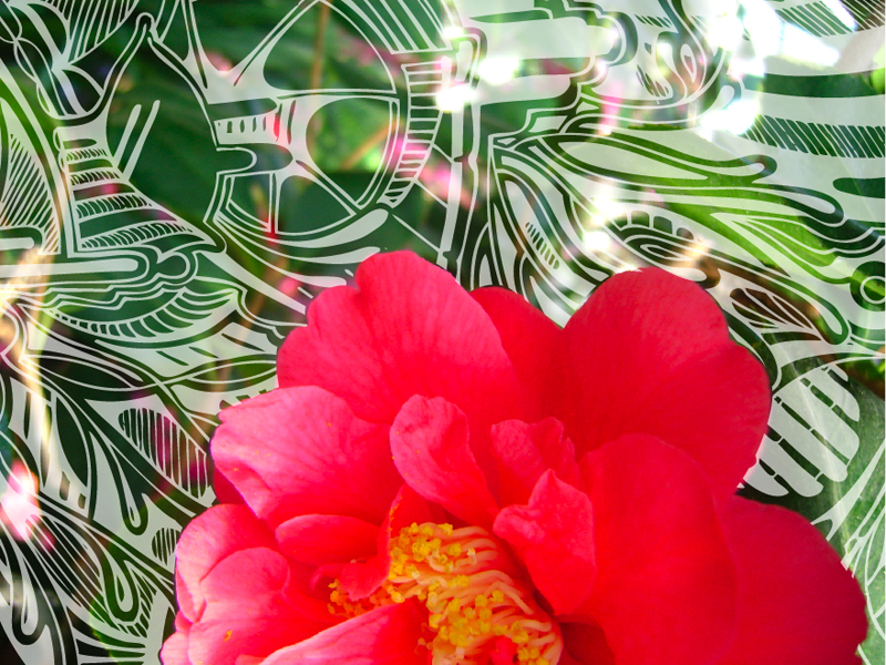 flower with background pressence and absence